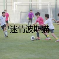 迷情波斯貓