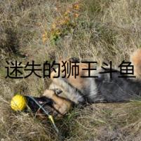 迷失的獅王斗魚
