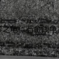 違禁之龜：石金錢龜背后隱藏的驚天陰謀