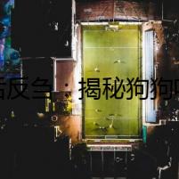 食后反芻：揭秘狗狗吃什么吐什么的原因
