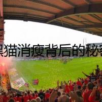 黑貓消瘦背后的秘密
