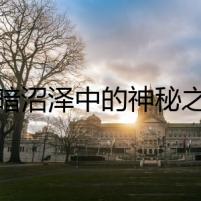 黑暗沼澤中的神秘之鳥