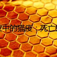 黑夜中的貓疫：死亡的陰影