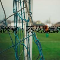 鸚鵡迷霧：葵花鸚鵡和玄鳳鸚鵡的詭秘之謎