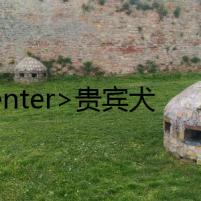 <center>貴賓犬卷毛狗的秘密</center>