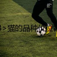 <h3>貓的品種價(jià)位背后的陰謀</h3>