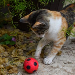 美國(guó)駐哥倫比亞大使館暫時(shí)關(guān)閉